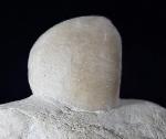 Conulus subrotundus (MANTELL 1822) - Bild © FossNet FossilienStore